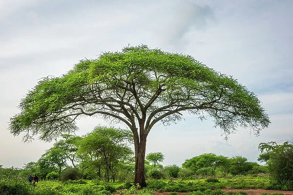 Africa, Tanzania, Manyara Region. A beautiful tree in the landscape near Tarangire National park