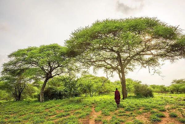 Africa, Tanzania, Manyara Region. A msai man standing in the bush near to some acacia trees