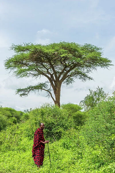 Africa, Tanzania, Manyara Region. A Msai man standing in the bush in front of a big acacia tree