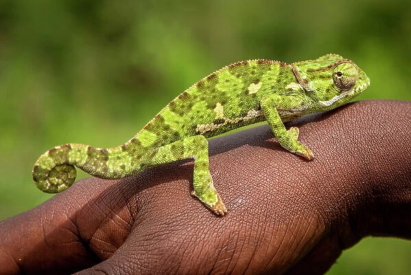 Africa, Tanzania, Manyara Region. A chameleon on the hand of a local person