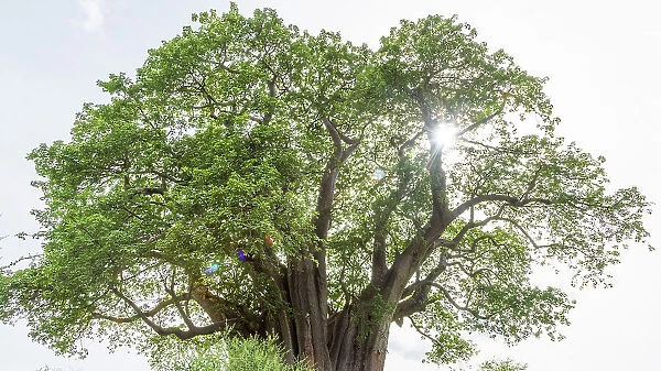 Africa, Tanzania, Manyara Region. A baobab