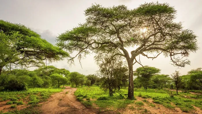Framed Print : Africa, Tanzania, Manyara Region. A bushroad in the forest Framed Print : Africa, Tanzania, Manyara Region. A bushroad in the forest