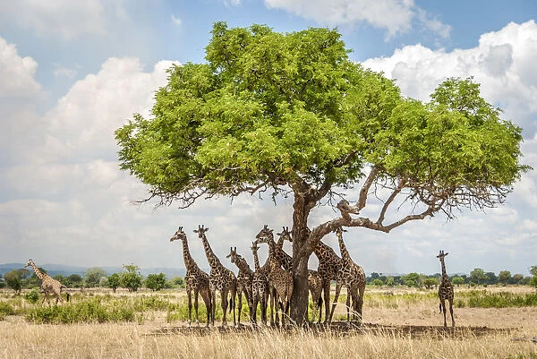 Africa, Tanzania, Mikumi National Park. Giraffes under an acacia tree
