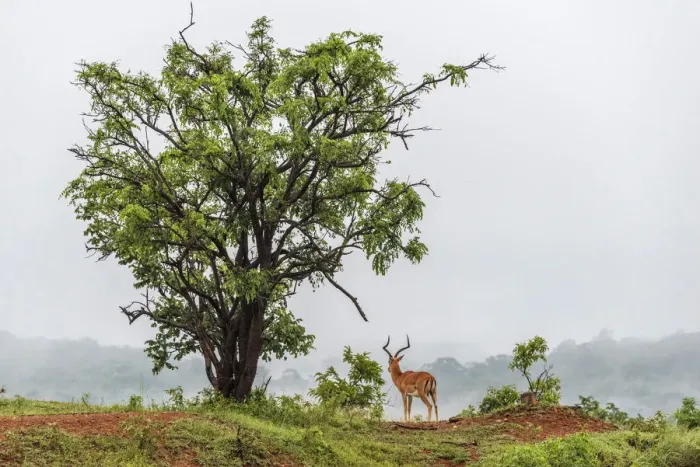Framed Print : Africa, Tanzania, Mikumi National Park. A beautiful Impala bull looking into the foggy Framed Print : Africa, Tanzania, Mikumi National Park. A beautiful Impala bull looking into the foggy