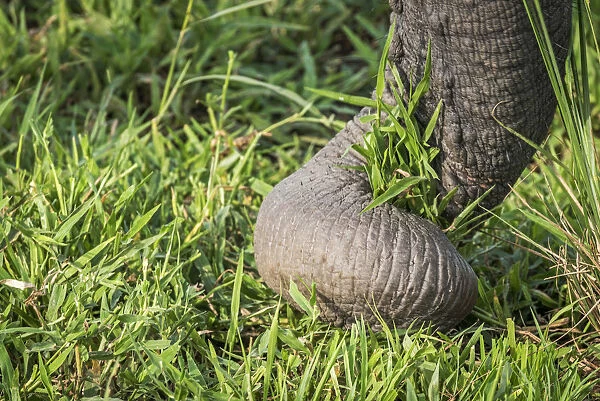 Africa, Tanzania, Mikumi National Park. An elephant trunk wrapped around grass