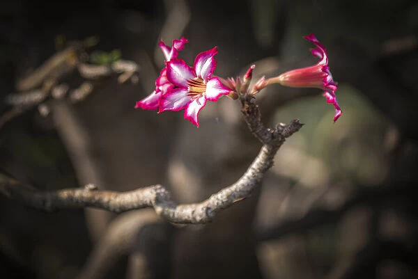 africa, Tanzania, Natron Lake area. The beautiful flowers of the bushmen poison