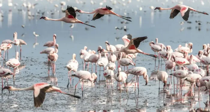 Framed Print : africa, Tanzania, Natron Lake area. Lesser flamingos in the water Framed Print : africa, Tanzania, Natron Lake area. Lesser flamingos in the water