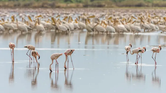 Framed Print : africa, Tanzania, Natron Lake area. Lesser flamingos and pelicans in the water Framed Print : africa, Tanzania, Natron Lake area. Lesser flamingos and pelicans in the water