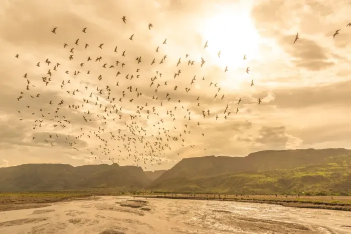 Framed Print : africa, Tanzania, Natron Lake area. A swarm of birds flying at sunset above the river