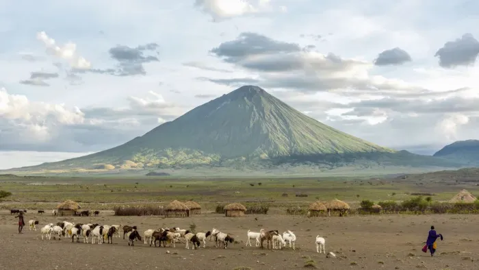 Framed Print : africa, Tanzania, Natron Lake area. Sunset at the Ol Doinyo Lengai with goat herds coming Framed Print : africa, Tanzania, Natron Lake area. Sunset at the Ol Doinyo Lengai with goat herds coming