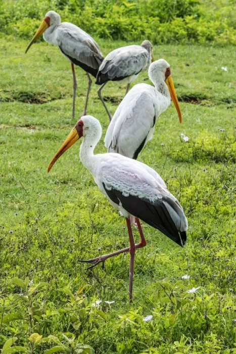 Framed Print : africa, Tanzania, Ngorongoro crater. Yellow billed storks Framed Print : africa, Tanzania, Ngorongoro crater. Yellow billed storks