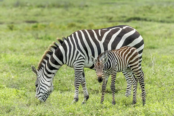 africa, Tanzania, Ngorongoro crater. A zebra mother with her newborn cub
