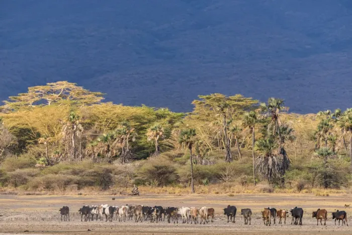 Framed Print : Africa, Tanzania, Northern part. A cattle herd heading home at Lake Eyasi Framed Print : Africa, Tanzania, Northern part. A cattle herd heading home at Lake Eyasi