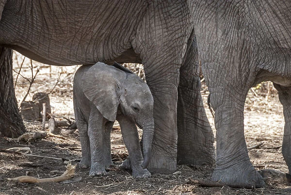 Africa, Tanzania, Ruaha National Park. Baby elephant