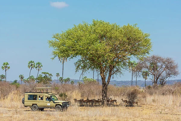Africa, Tanzania, Ruaha National Park. A herd of impala under a tree
