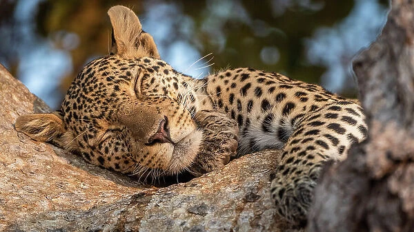 Africa, Tanzania, Ruaha National Park. A beautiful young leopard in a tree, sleeping