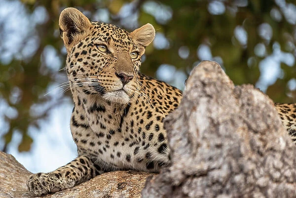Africa, Tanzania, Ruaha National Park. A beautiful young leopard in a tree
