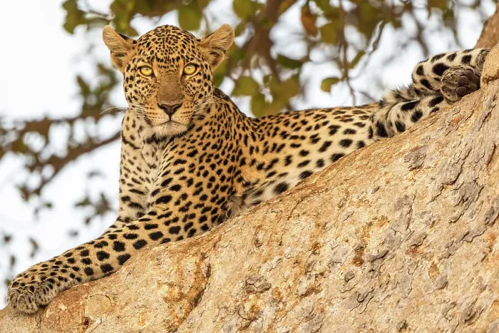 Framed Print : Africa, Tanzania, Ruaha National Park. A beautiful young leopard in a tree