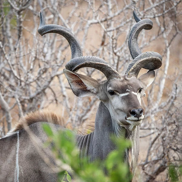 Africa, Tanzania, Ruaha National Park. A majestic male Greater Kudu