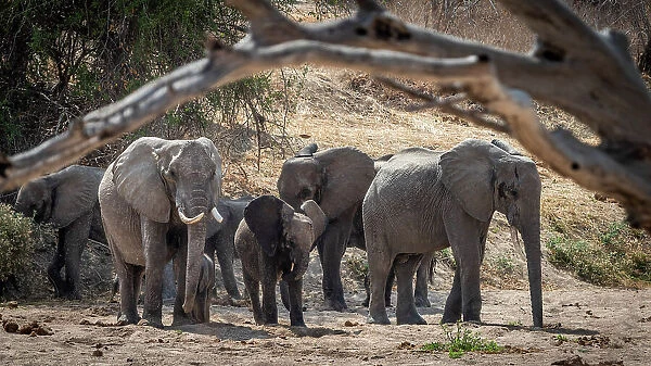 Africa, Tanzania, Ruaha National Park. An elephant herd in a dry riverbed