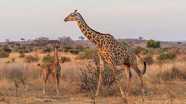 Africa, Tanzania, Ruaha National Park. A giraffe cow with her calf