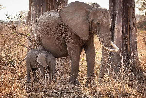 Africa, Tanzania, Ruaha National Park. A female elephant with baby