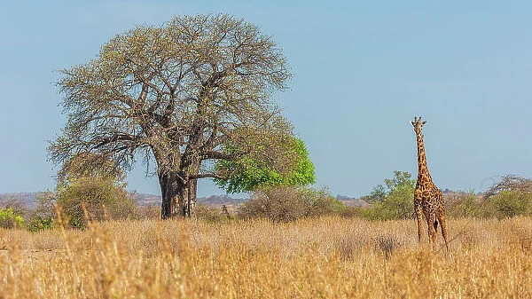 Africa, Tanzania, Ruaha National Park. A giraffe walking by a baobab tree