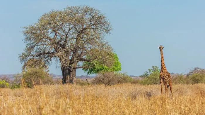 Framed Print : Africa, Tanzania, Ruaha National Park. A giraffe walking by a baobab tree Framed Print : Africa, Tanzania, Ruaha National Park. A giraffe walking by a baobab tree