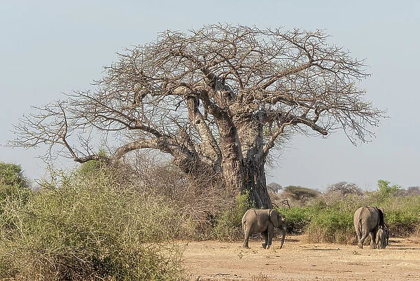 Africa, Tanzania, Ruaha National Park. An elephant herd walking by a baobab tree