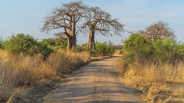 Africa, Tanzania, Ruaha National Park. Park road with typical landscape and baobabs