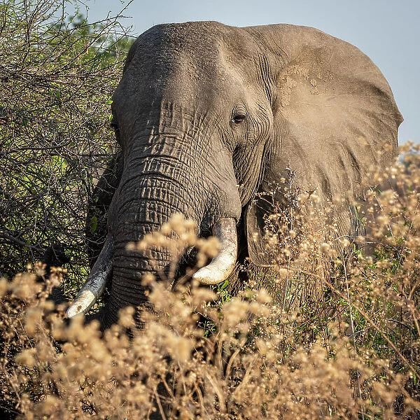 Africa, Tanzania, Ruaha National Park. Elephant portrait