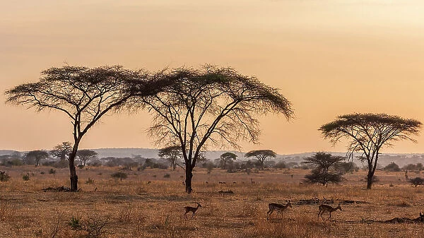 Africa, Tanzania, Ruaha National Park. Impalas and acacias in the morning light
