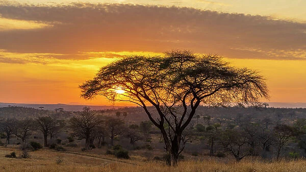 Africa, Tanzania, Ruaha National Park. Sunrise with acacia tree