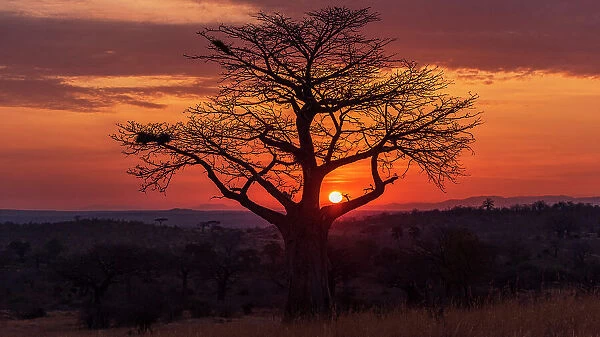 Africa, Tanzania, Ruaha National Park. Sunrise with baobab
