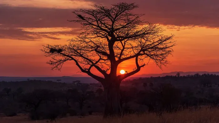 Framed Print : Africa, Tanzania, Ruaha National Park. Sunrise with baobab Framed Print : Africa, Tanzania, Ruaha National Park. Sunrise with baobab