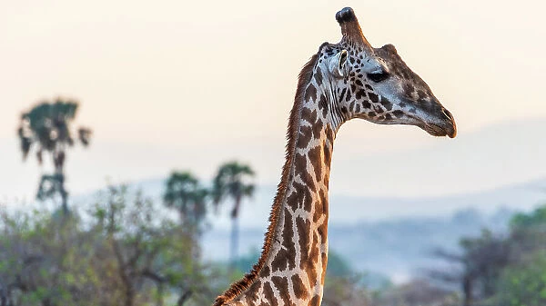 Africa, Tanzania, Ruaha National Park. Msai Giraffe