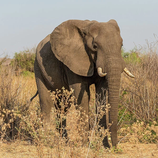 Africa, Tanzania, Ruaha National Park. Elephant