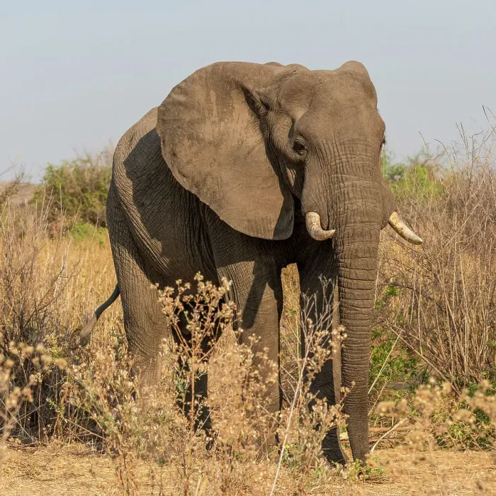 Framed Print : Africa, Tanzania, Ruaha National Park. Elephant Framed Print : Africa, Tanzania, Ruaha National Park. Elephant