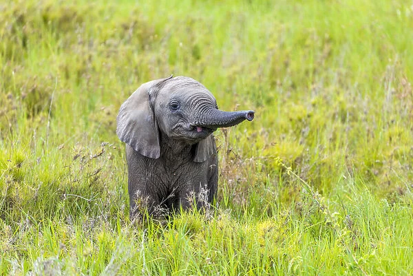 africa, Tanzania, Serengeti. A cute elephant playing