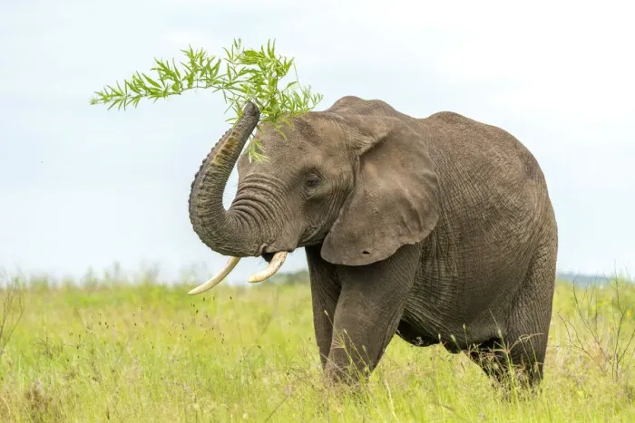 Framed Print : africa, Tanzania, Serengeti. An elephant playing with food