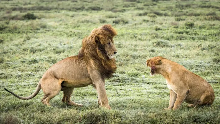 Framed Print : africa, Tanzania, Serengeti. A fighting lion couple in the grass of the Serengeti