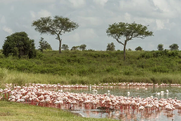 africa, Tanzania, Serengeti. Greater and Lesser Flamingos in a little natural lake
