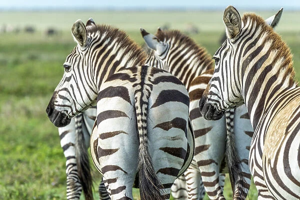 africa, Tanzania, Serengeti. A group of zebras, part of the migration