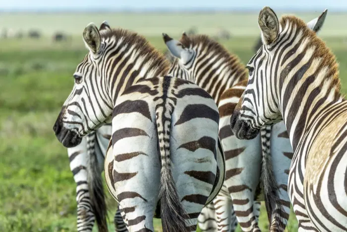 Framed Print : africa, Tanzania, Serengeti. A group of zebras, part of the migration