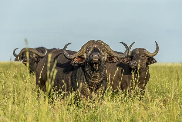 africa, Tanzania, Serengeti. A herd of buffalo