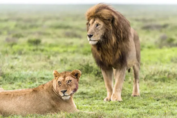 Framed Print : africa, Tanzania, Serengeti. A lion couple in the grass of the Serengeti Framed Print : africa, Tanzania, Serengeti. A lion couple in the grass of the Serengeti