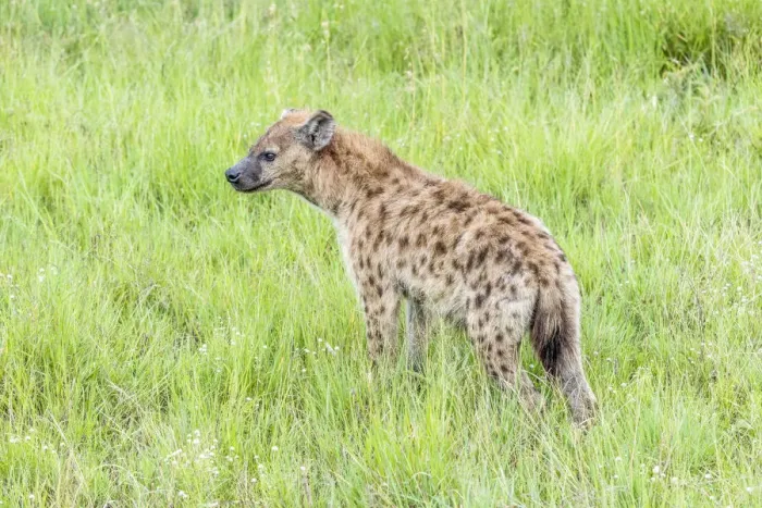 Framed Print : africa, Tanzania, Serengeti. A spottet hyena Framed Print : africa, Tanzania, Serengeti. A spottet hyena