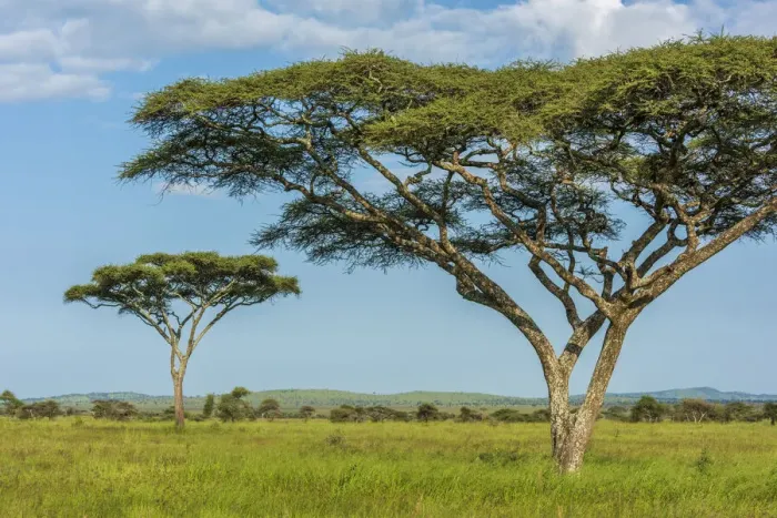 Framed Print : africa, Tanzania, Serengeti. Typical landscape of the plain with the acacia trees Framed Print : africa, Tanzania, Serengeti. Typical landscape of the plain with the acacia trees