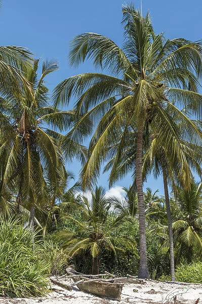 Africa, Tanzania, Tanga. Pangani. Coco nut palms on the beach near the fishing village