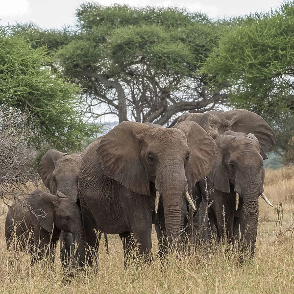 Africa, Tanzania, Tarangire National Park. A herd of elephants in the forest